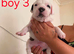 Adorable Puppies Staffordshire Bull Terrier