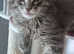 Big Maine Coon Boys Available