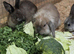 A few litters of bunnies available