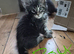 Beautiful Maine coon kittens