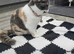 TICA Registered Rare Blue & Cream Tortie/White British Shorthair Girl