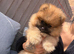 READY TO GO POM PUPPIES