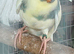 ONLY 2 LEFT Aviary bred kakariki