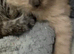 Beautiful cream & grey kitten