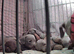 Adorable Puppies