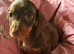Chocolate and tan dachshund