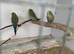 Baby budgies