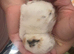 Mini lop babies litter of 3