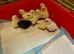 Silkie chicks