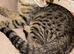Stunning cross bengal looking for loving homes