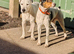 Parson Jack Russells For Stud
