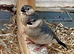 Java sparrows for new aviary home