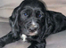KC Reg Cocker Spaniel Dog Puppy