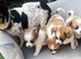 Pomeranian cross jack Russell pups
