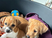 Jack Russell Puppies for sale