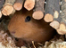 Twin boy guinea pigs for sale