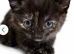 Kitten for sale