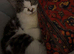 Fluffy cat