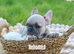 KC French Bulldog Puppies Lilac, Black Tan, Fawn