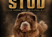 Lilac chow chow stud