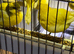 Border canaries