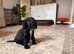 1 male cocker spaniel puppy left