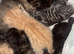 Gorgeous kittens available!