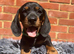 Miniature Dachshunds