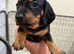 Dachshund puppies READY NOW
