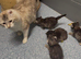 American curl kittens rare breed ready now