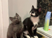 2 kittens for sale