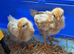 Trio of chicks - Pekin bantam and Warren hybrid chickens
