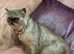 Flat faced exotic Persian cat