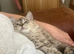 Ragdoll kitten. Female seal sepia torbie. Tica reg