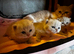 Ready Now - Lovey British Shorthair Lilac Kitten