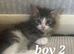 beautiful kittens available