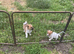 Border terrier x jack Russell