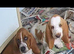 Basset hound puppies