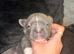 Fluffy Carrier French bulldogs