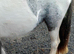 Dasy lovely cob blue and white yearling filly