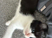 Kittens for sale