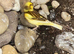 Canaries mixed sexes