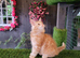 Maine Coon kittens ready now