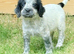 Spaniels