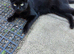 Loving Indoor/Outdoor Pair: Handsome White Male & Sweet Black Female Seeking Forever Home!