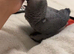 Beautiful 6-Month-Old African Grey Parrots Looking for Loving Homes
