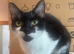 Female cat needs rehoming