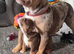 English bulldog puppies for sale males and females