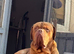 Dogue de Bordeaux puppies