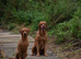 Working Fox Red Labrador retriever puppies